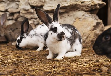Rabbits in households in Slovakia